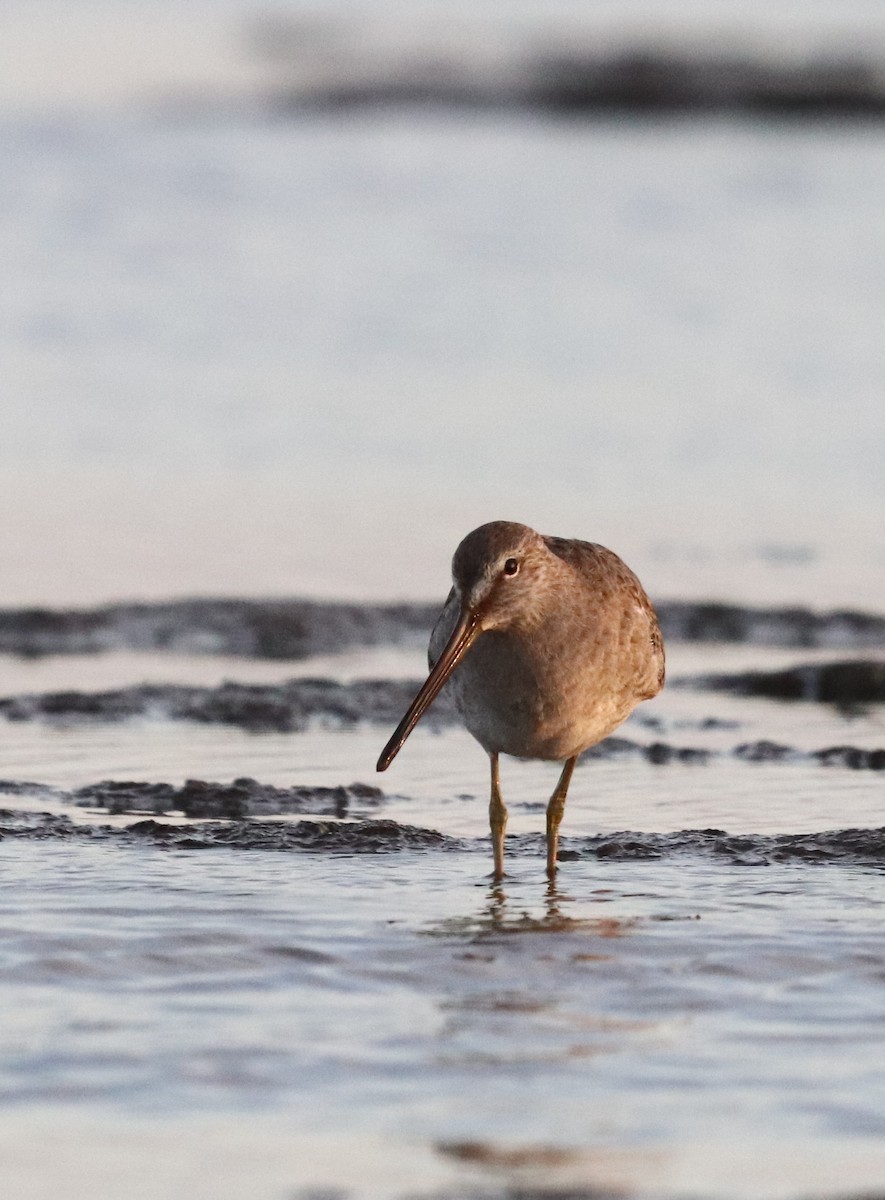 Long-billed Dowitcher - ML644202078
