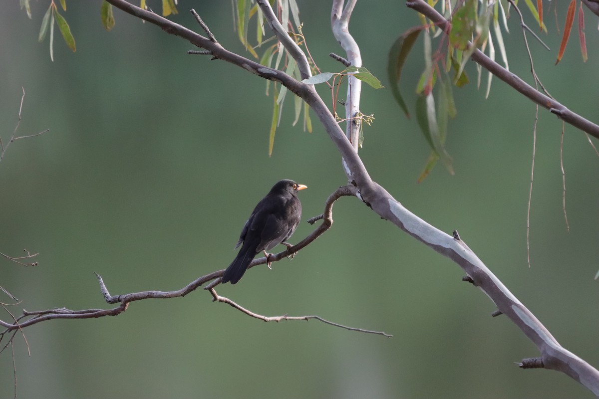 Eurasian Blackbird - ML644202079