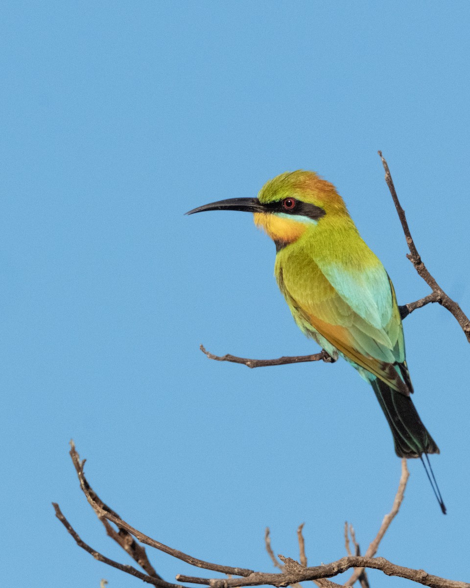 Rainbow Bee-eater - ML644202082