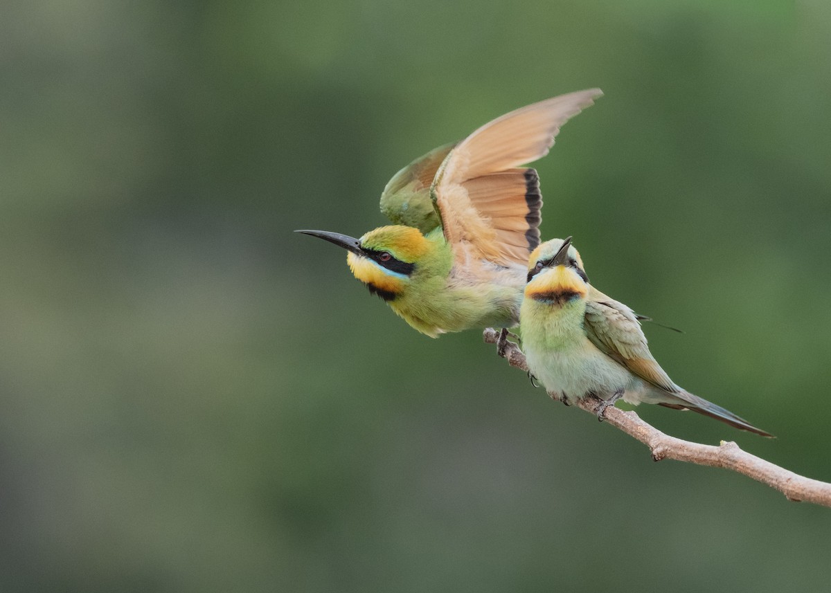 Rainbow Bee-eater - ML644202083