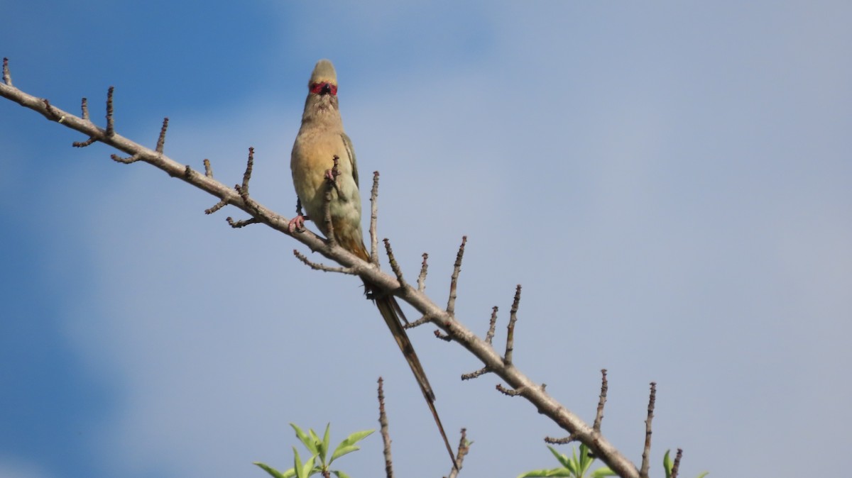 Red-faced Mousebird - ML644202084