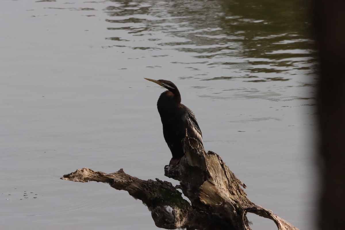 Australasian Darter - ML644202085