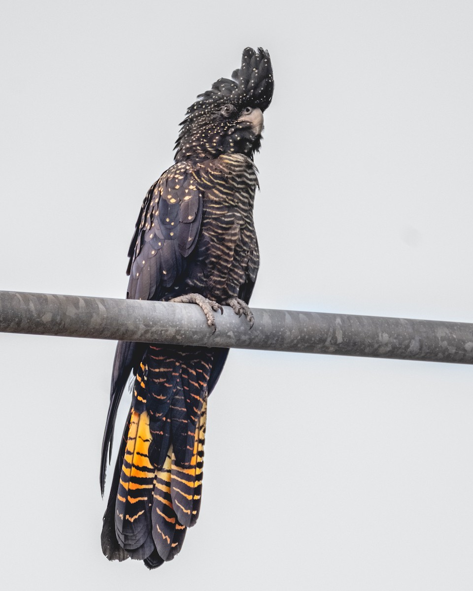 Red-tailed Black-Cockatoo - ML644202086