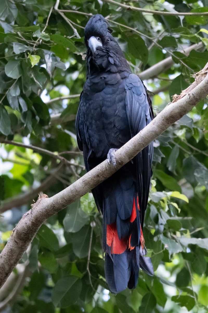 Red-tailed Black-Cockatoo - ML644202087