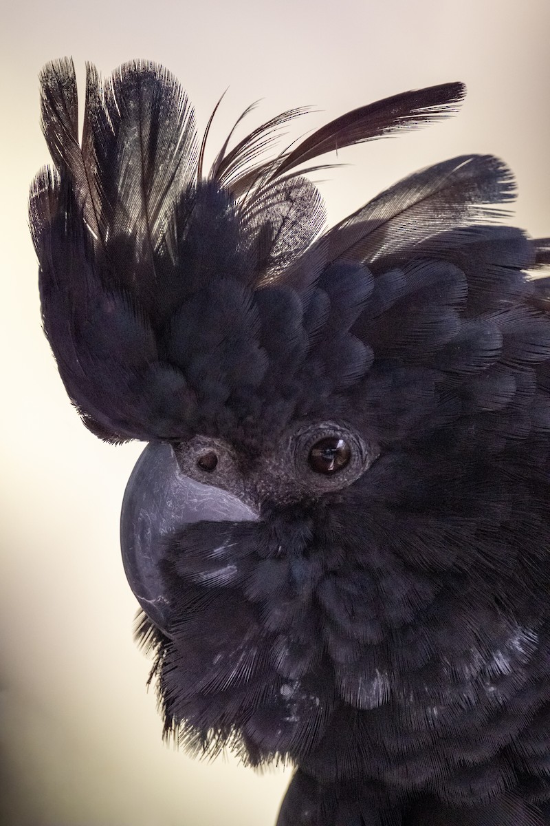 Red-tailed Black-Cockatoo - ML644202088