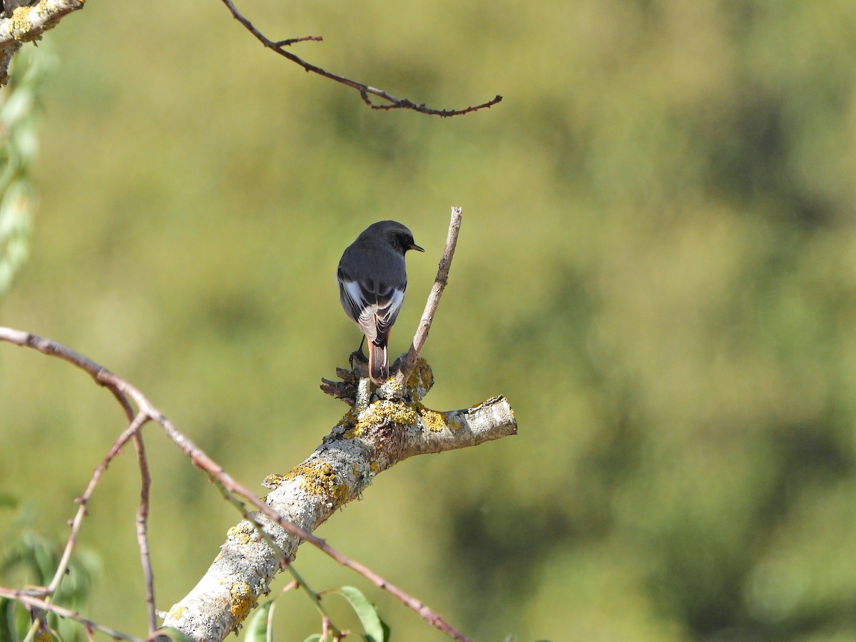 Black Redstart - ML644202089