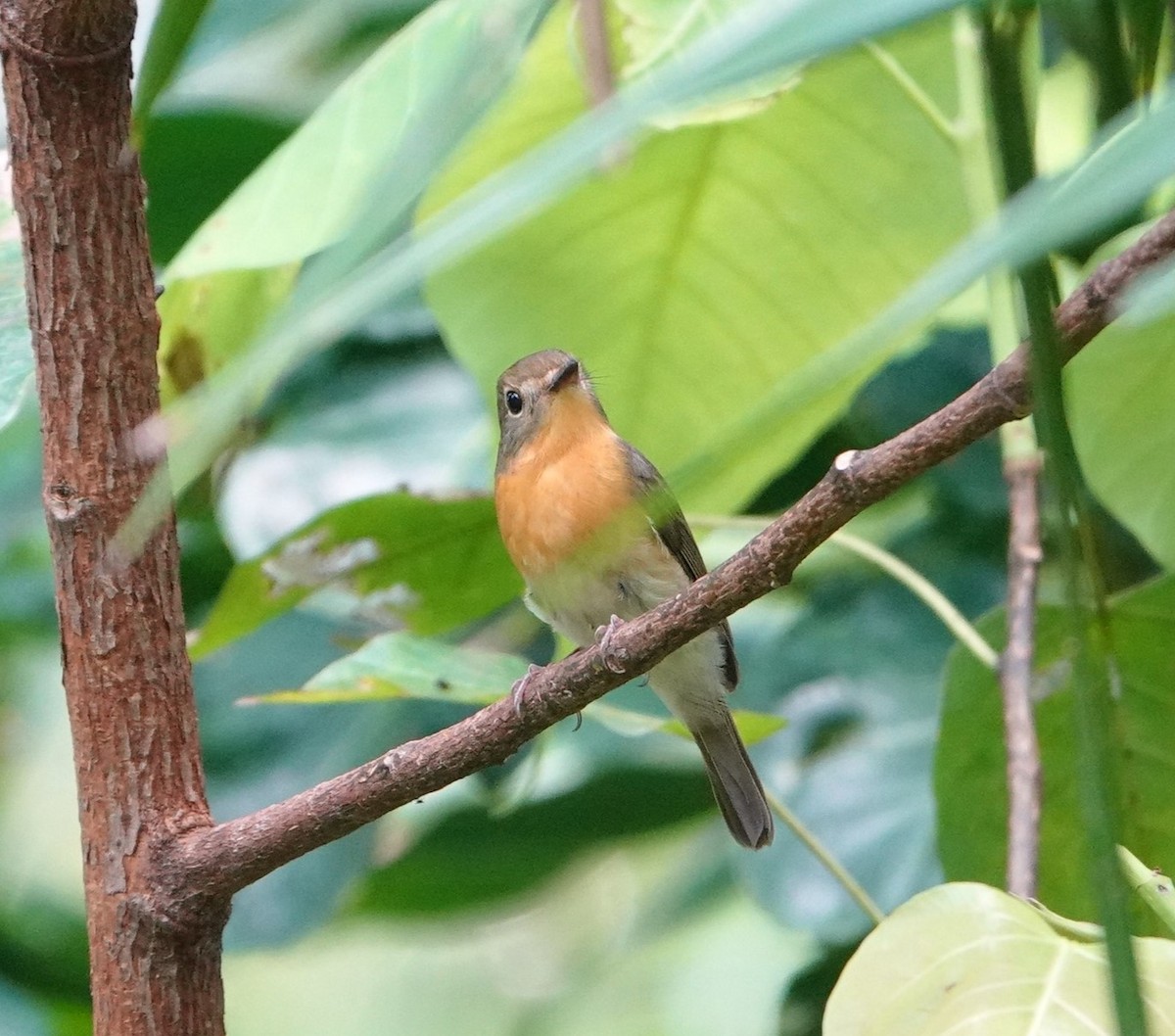 Black-winged Cuckooshrike - ML644202090