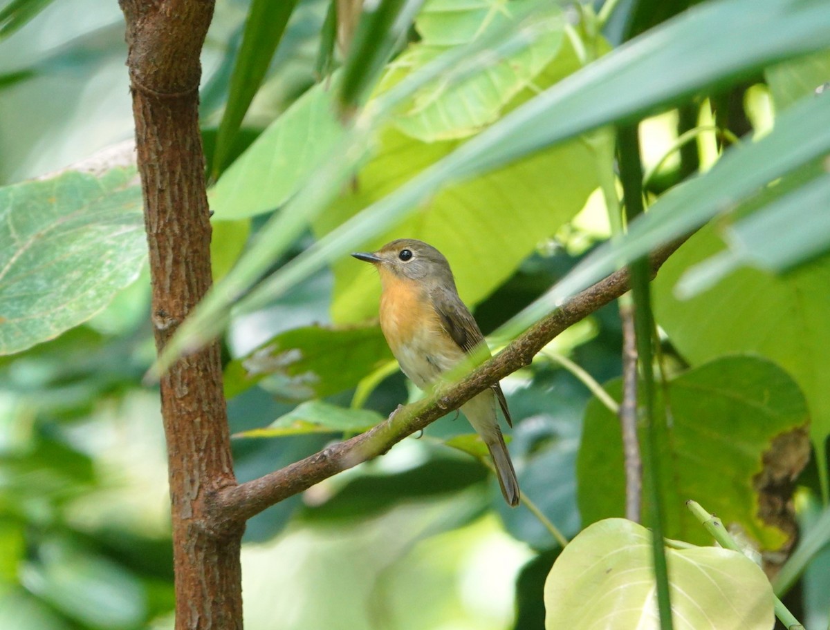 Black-winged Cuckooshrike - ML644202091