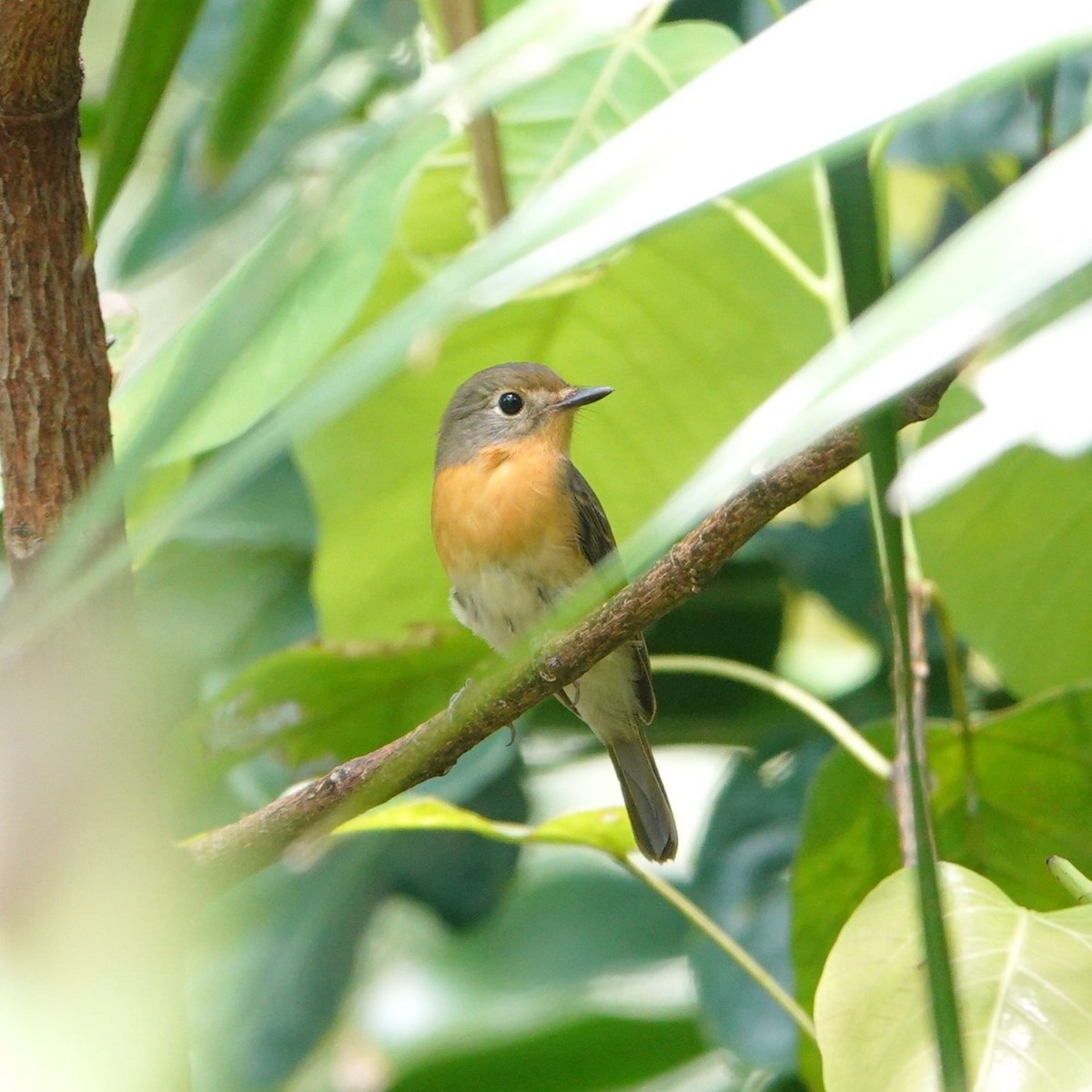 Black-winged Cuckooshrike - ML644202094