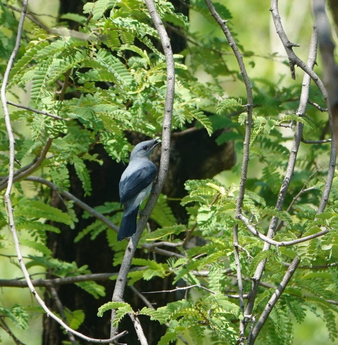 Black-winged Cuckooshrike - ML644202096