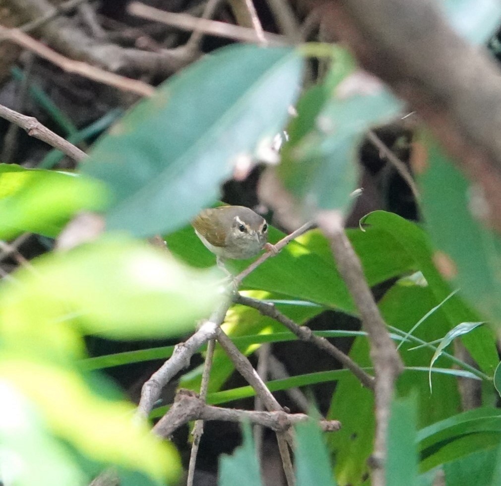 Black-winged Cuckooshrike - ML644202097