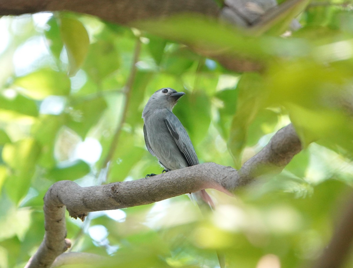 Ashy Drongo - ML644202100