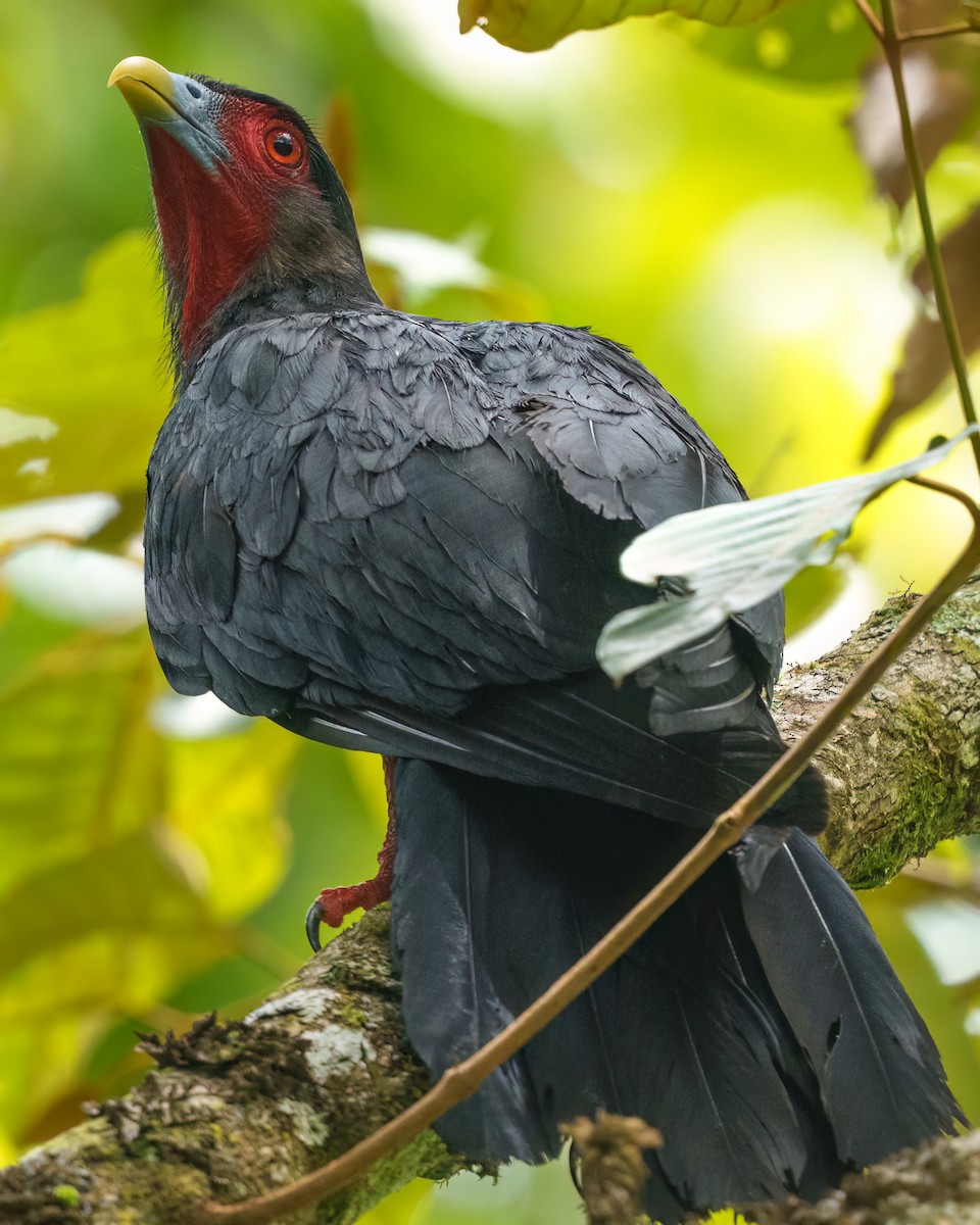 Red-throated Caracara - ML644202106