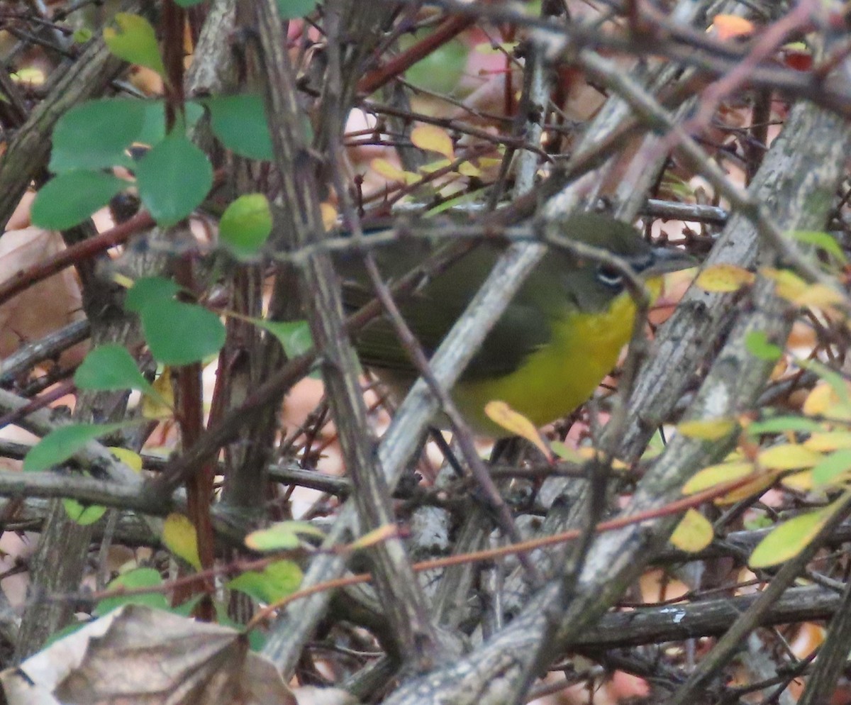 Yellow-breasted Chat - ML644202109