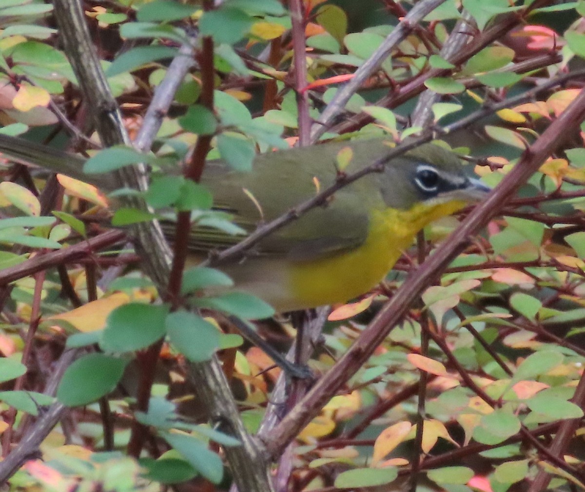 Yellow-breasted Chat - ML644202110