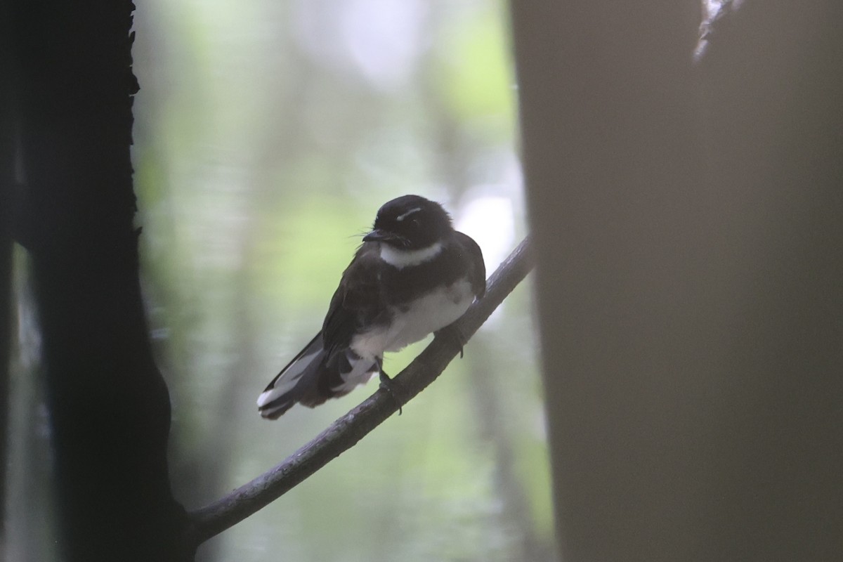 Malaysian Pied-Fantail - ML644202155