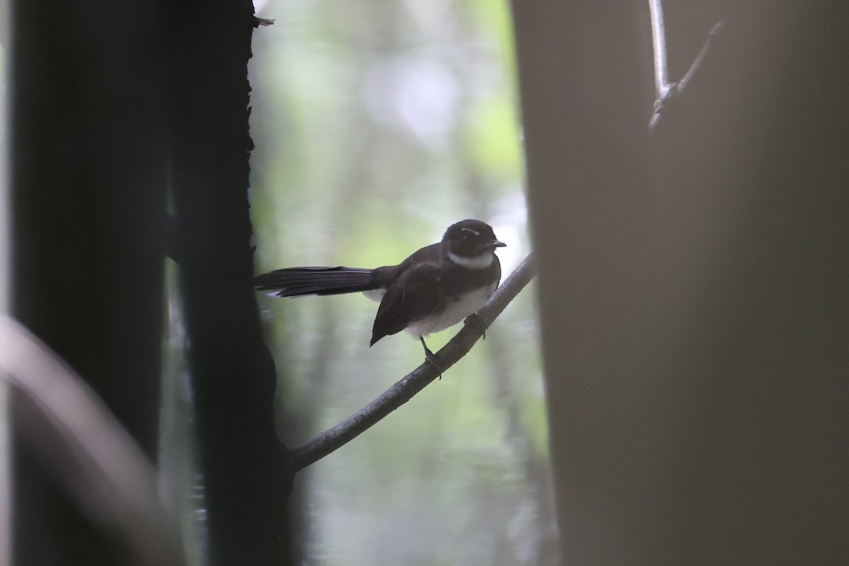 Malaysian Pied-Fantail - ML644202156