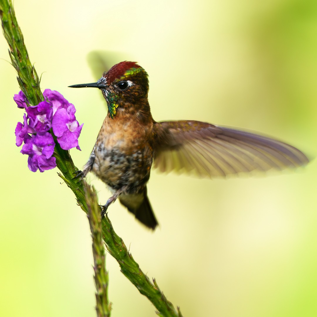 Rufous-capped Thornbill - ML644202162