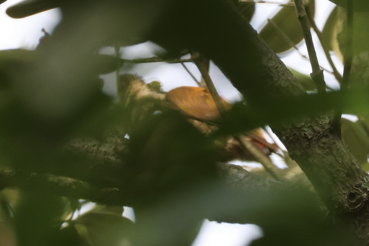 Common Flameback - ML644202164