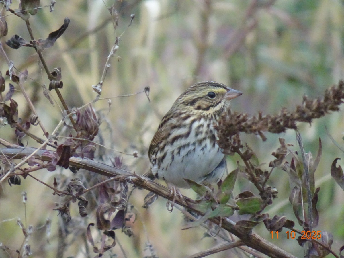 Savannah Sparrow - ML644202165