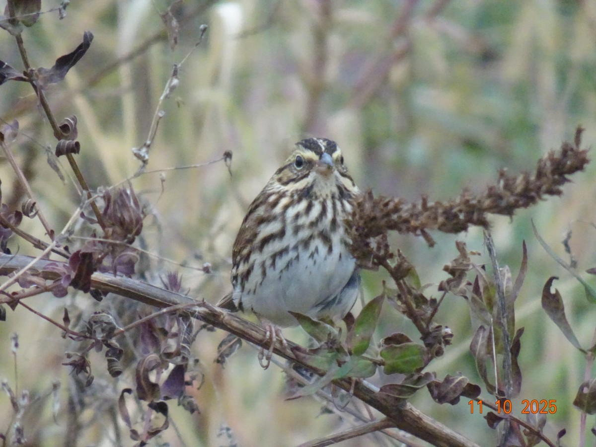 Savannah Sparrow - ML644202166