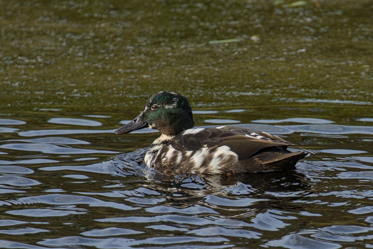 Mallard (Domestic type) - ML644202170