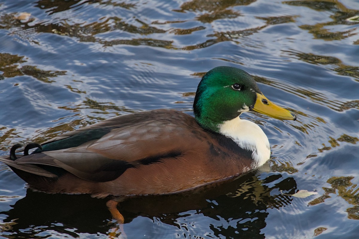 Mallard (Domestic type) - ML644202171