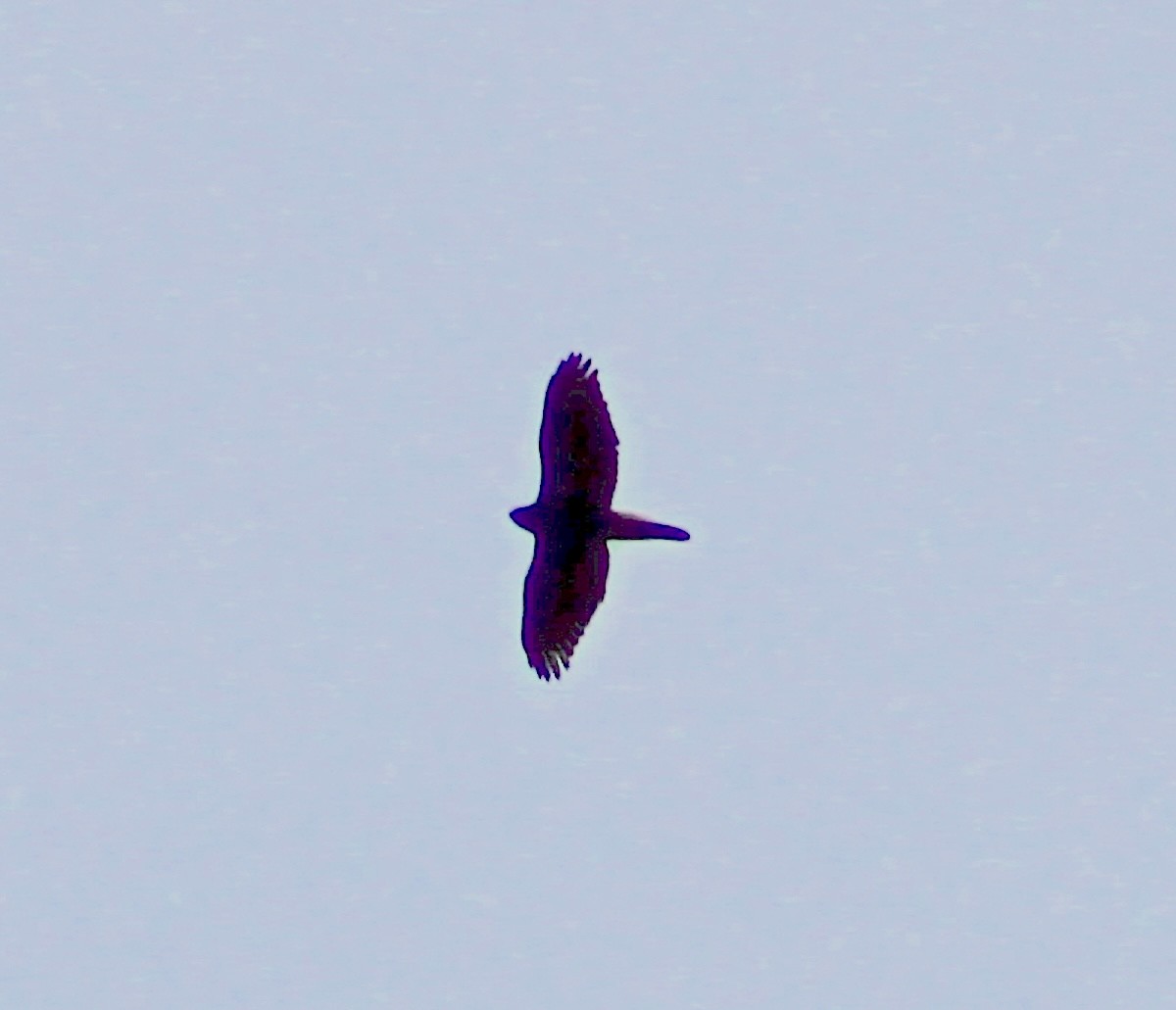 hawk sp. - ML644202176