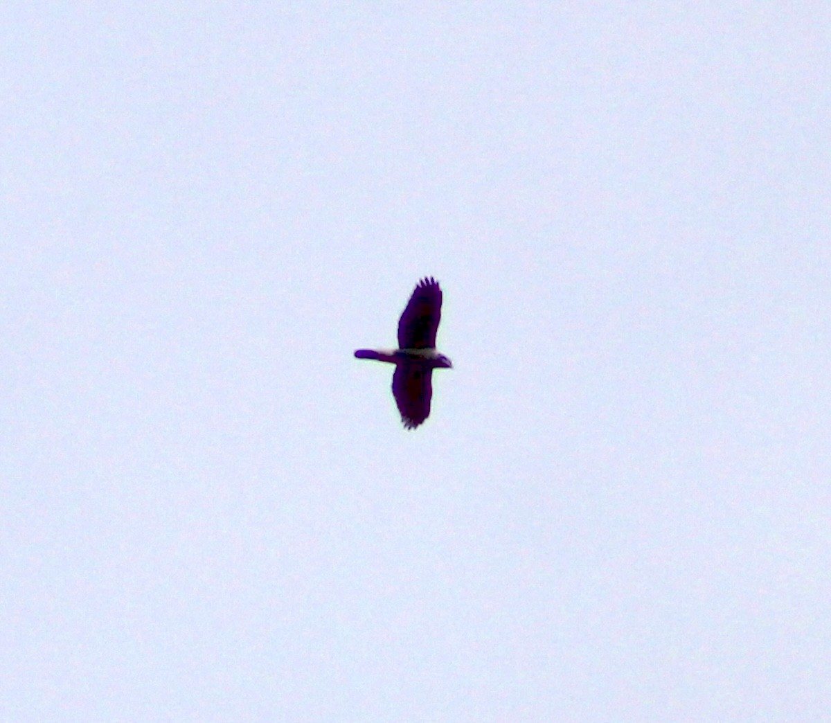hawk sp. - ML644202177