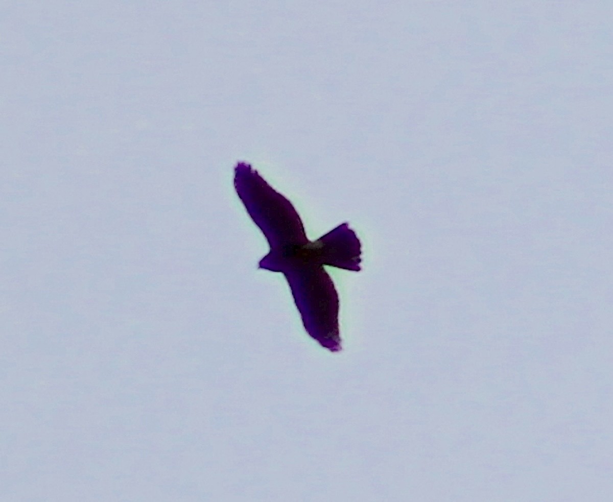 hawk sp. - ML644202178