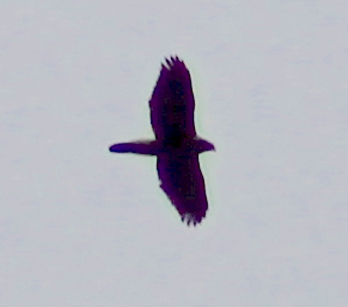 hawk sp. - ML644202179