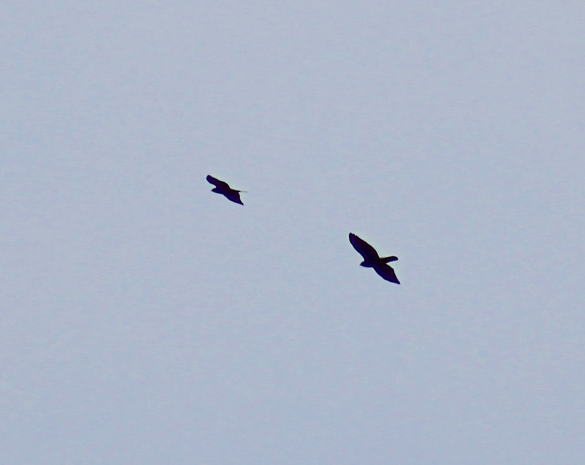 hawk sp. - ML644202180