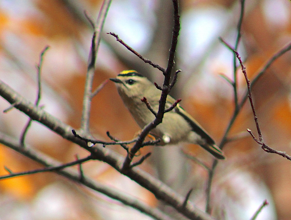 Golden-crowned Kinglet - ML644202183