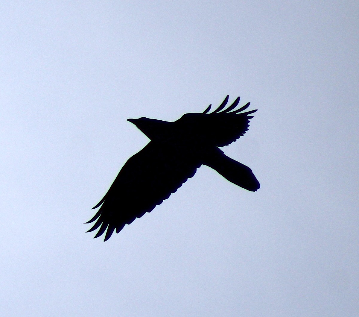 Common Raven - ML644202184