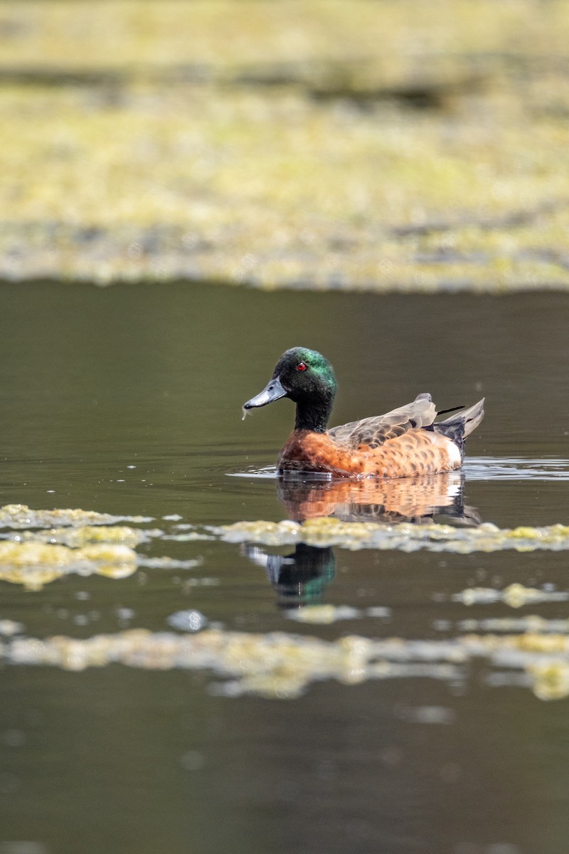 Chestnut Teal - ML644202199