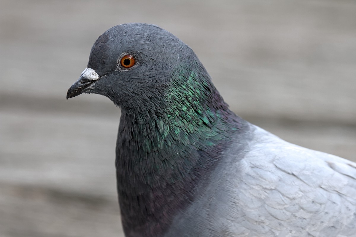 Rock Pigeon (Feral Pigeon) - ML644202200