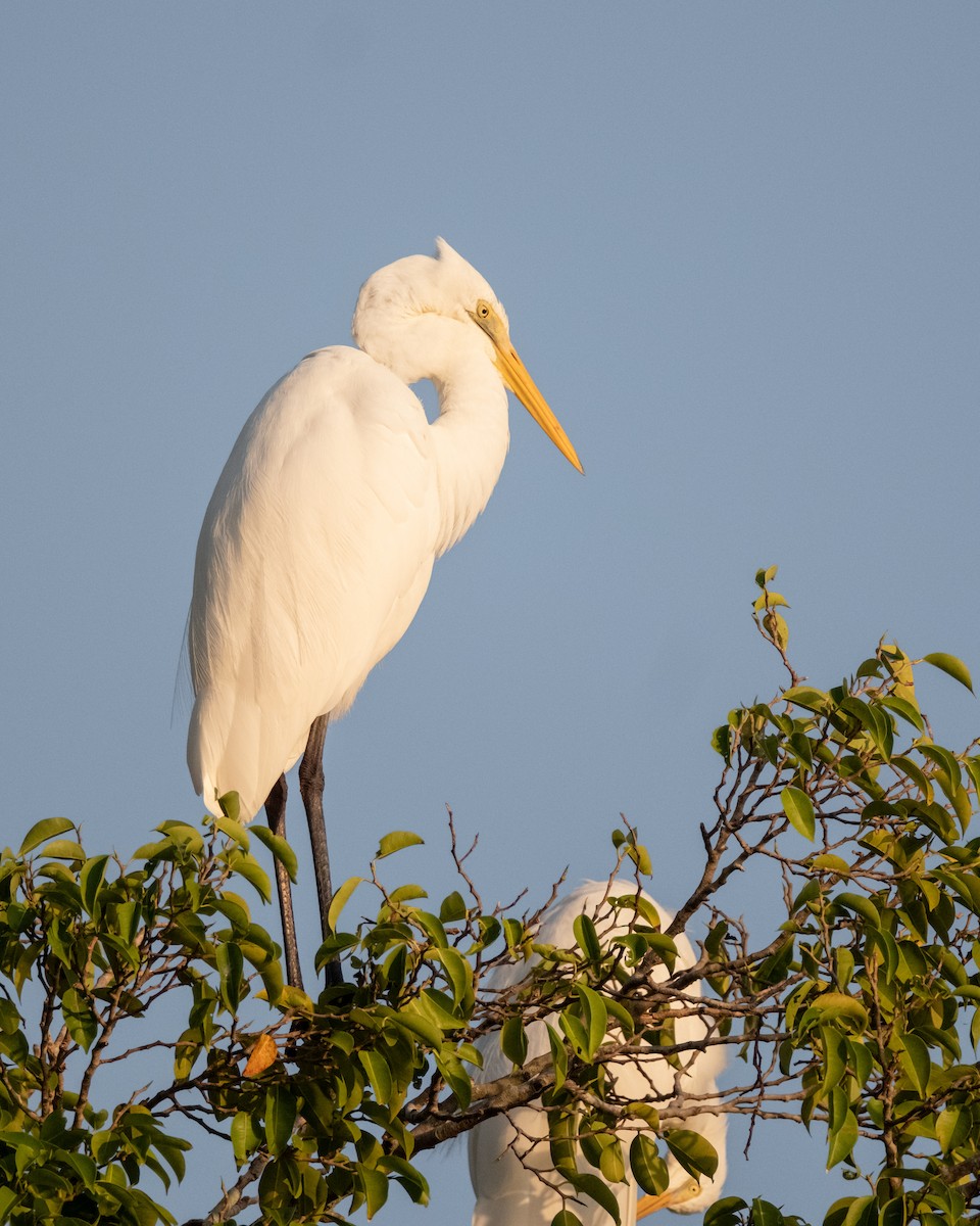 Grande Aigrette - ML644202207