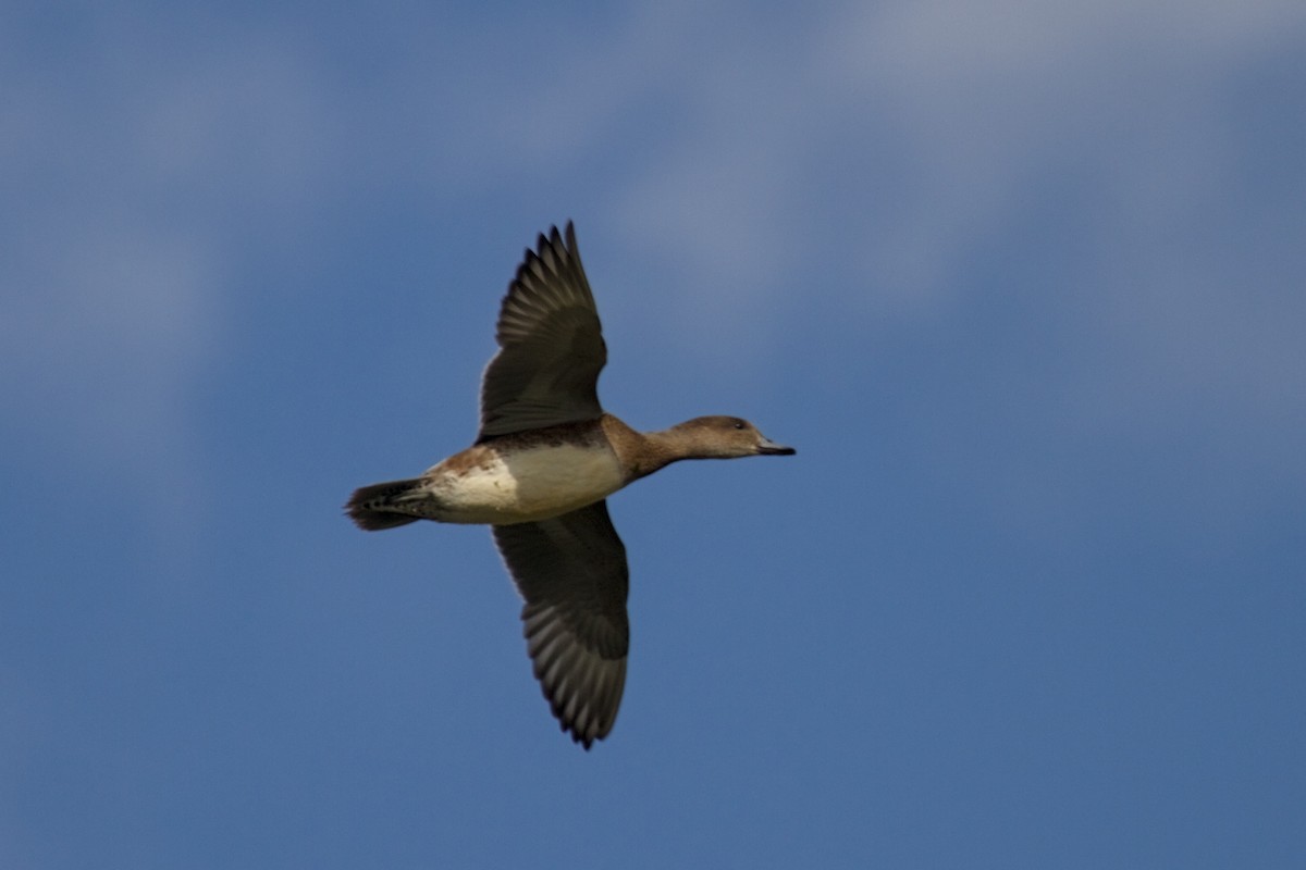 Eurasian Wigeon - ML644202218