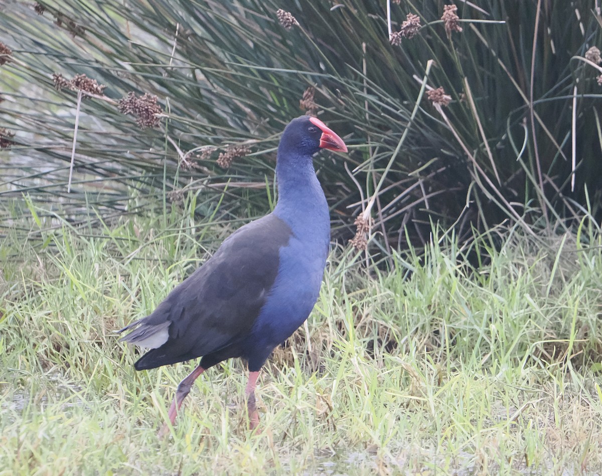 Australasian Swamphen - ML644202248