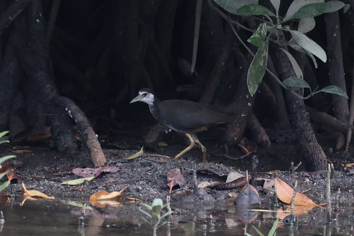 White-breasted Waterhen - ML644202251