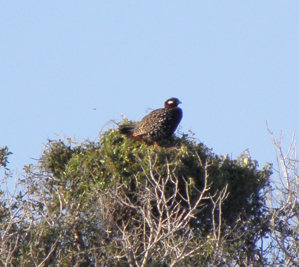 ムナグロシャコ - ML644202252