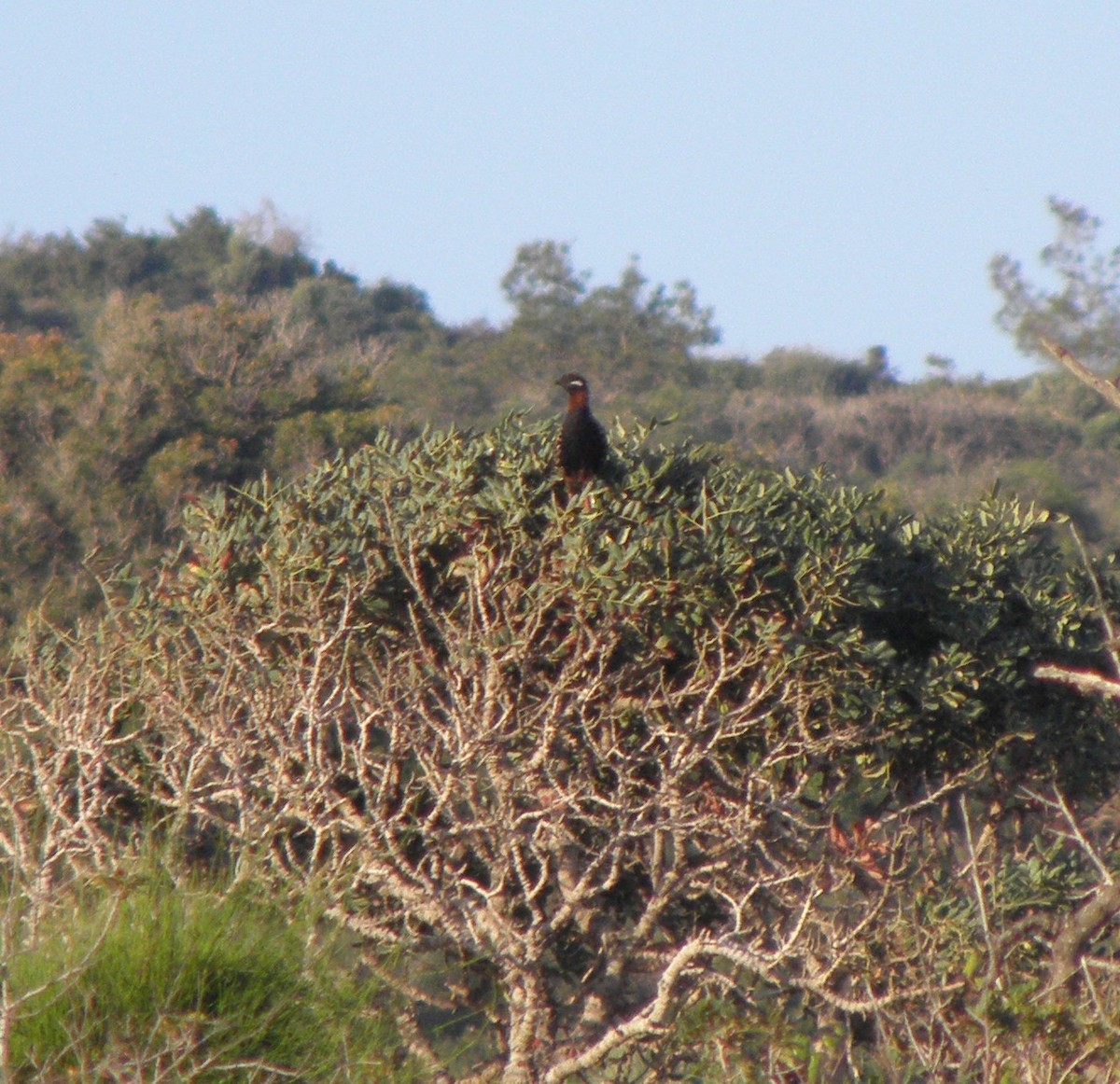 ムナグロシャコ - ML644202253