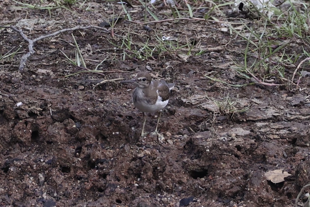 Common Sandpiper - ML644202256