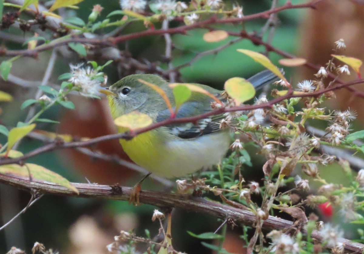 Northern Parula - ML644202259