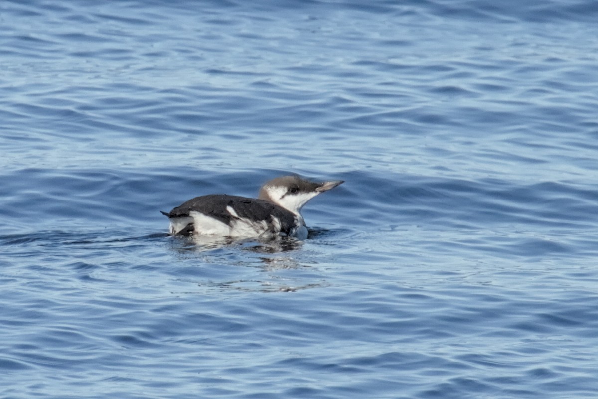 Common Murre - ML644202311