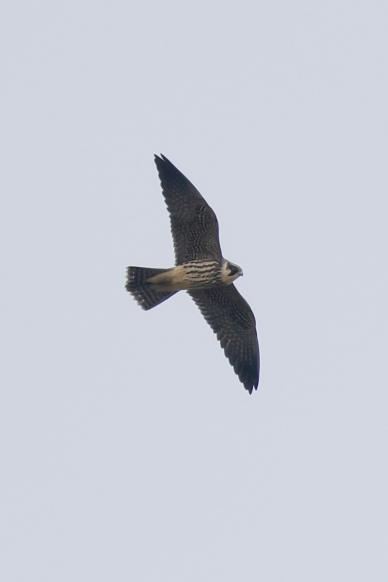 Eurasian Hobby - ML644202320