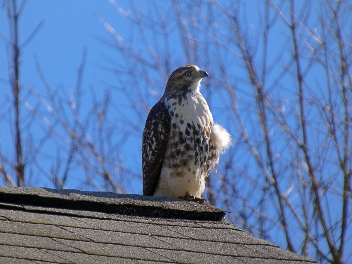Red-tailed Hawk - ML644202351