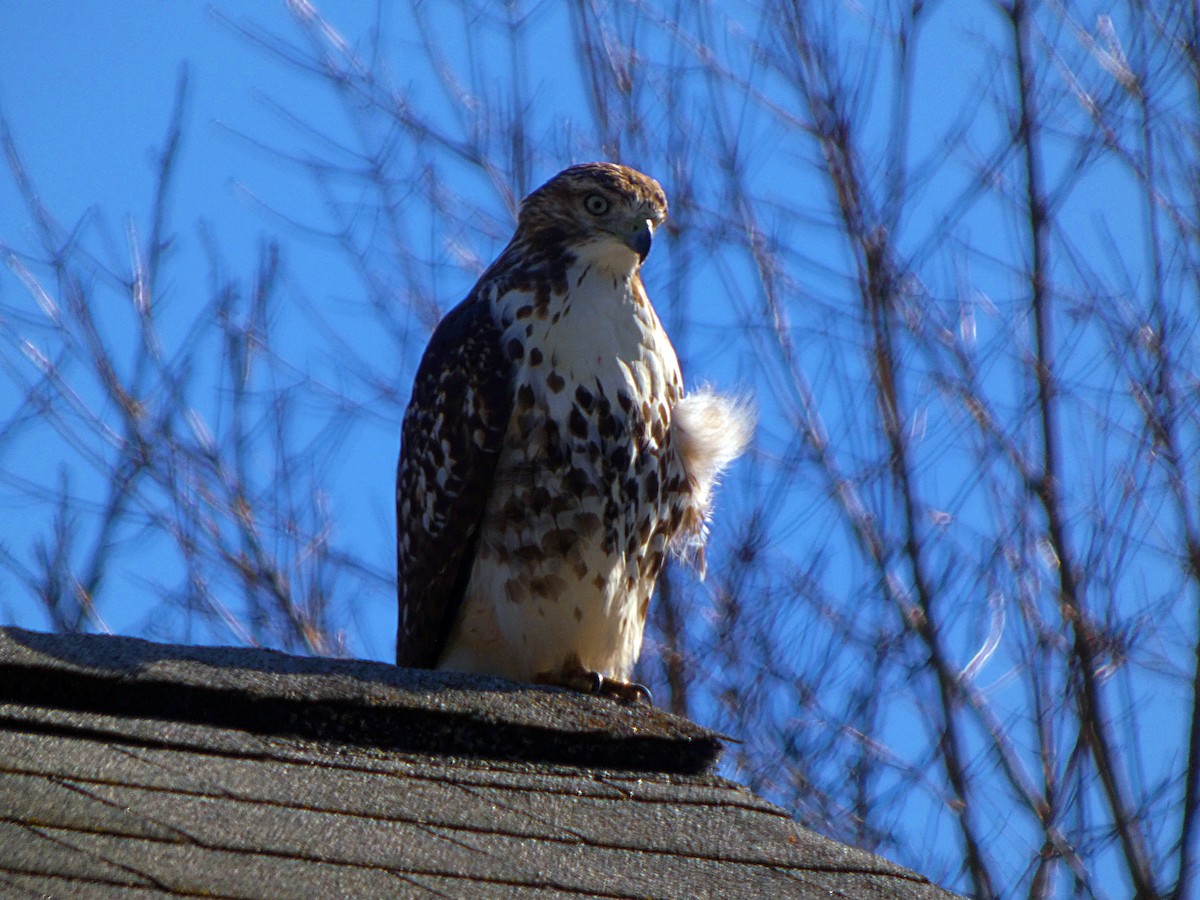 Red-tailed Hawk - ML644202352