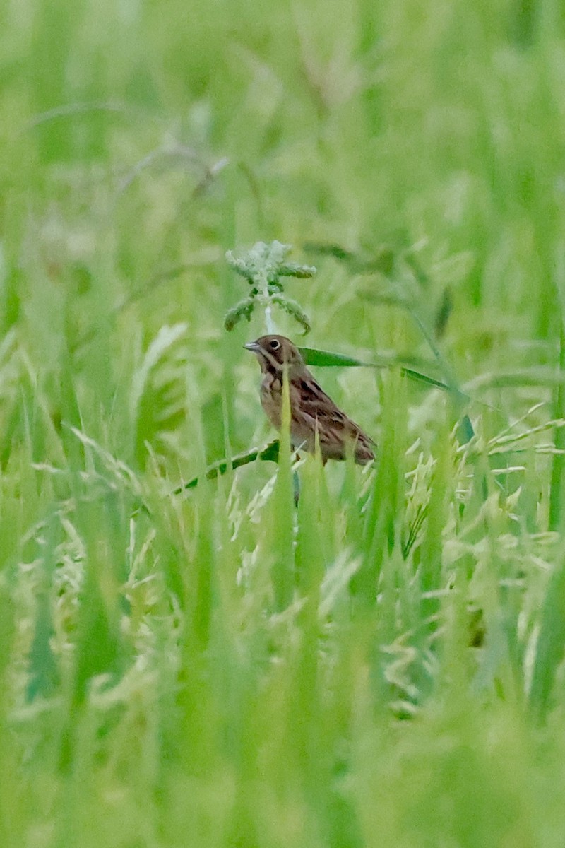 Шар нүдэн хөмрөг - ML644202357