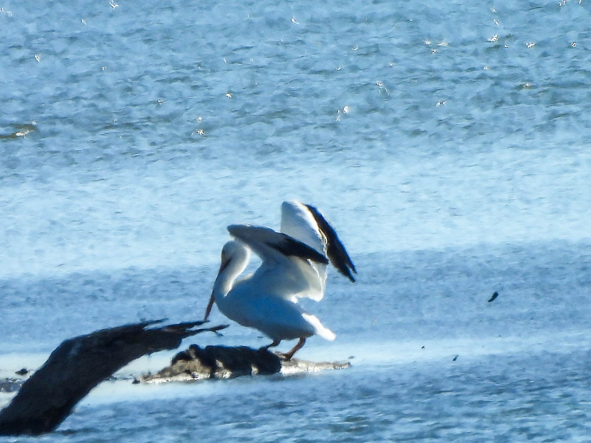 American White Pelican - Susan Brauning